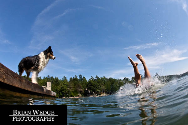Brian Wedge Dogs Swimming